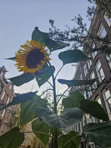 Christy 01 Grote zonnebloem